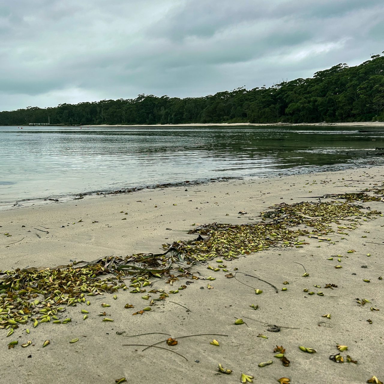 Opened Posidonia fruits washed up  along the high tide line in Jervis Bay, NSW