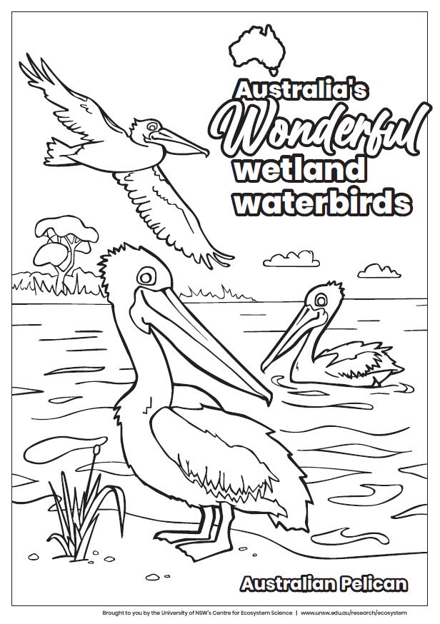 Australia’s wonderful wetland waterbirds – Australian Pelican colouring-in  thumbnail