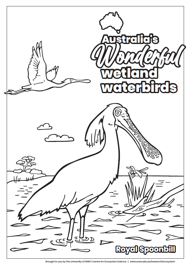 Australia’s wonderful wetland waterbirds – Royal Spoonbill colouring-in  thumbnail