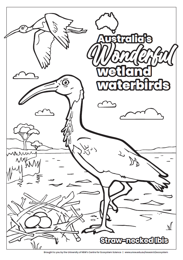 Australia’s wonderful wetland waterbirds – Straw-necked Ibis colouring-in  thumbnail