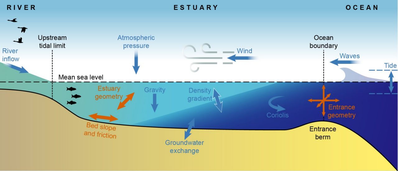 Illustration by Anna Blacka, UNSW Water Research Laboratory