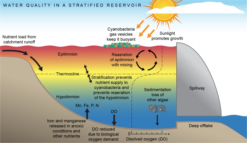 Illustration by Anna Blacka, UNSW Water Research Laboratory